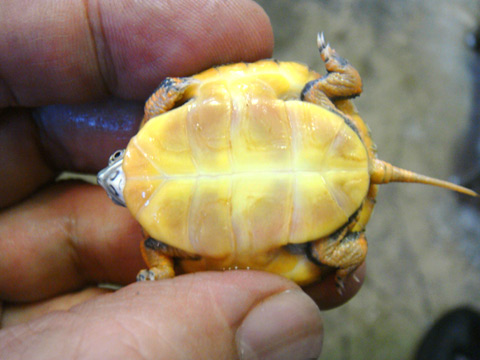 セスジニシキガメ(8)