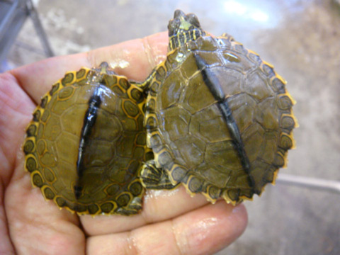 ギボンチズガメ(5)