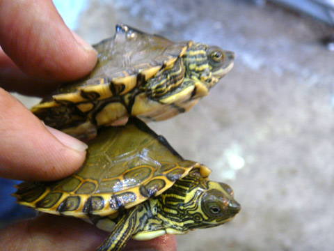 ギボンチズガメ(6)