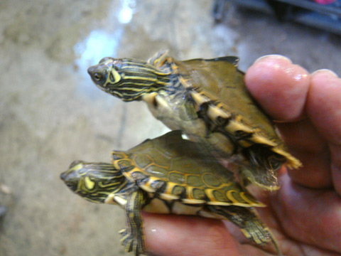 ギボンチズガメ(7)