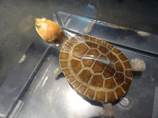 ナスタカエルガメ(1)