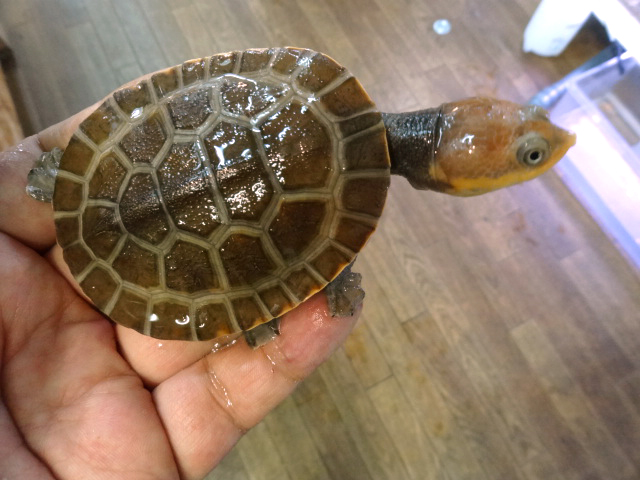 ナスタカエルガメ(2)