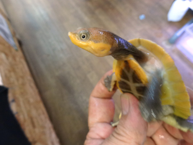 ナスタカエルガメ(3)