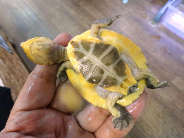 ナスタカエルガメ(4)