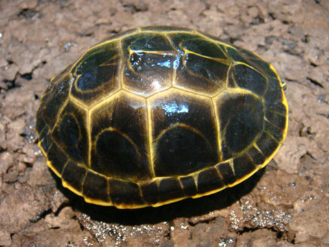 ピーターズメダマガメ(1)