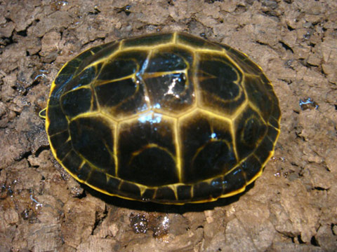 ピーターズメダマガメ(2)