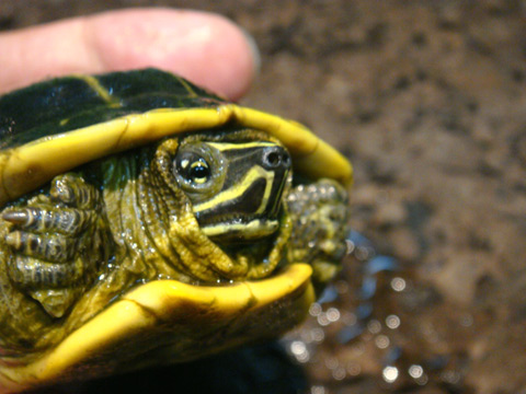 ピーターズメダマガメ(3)