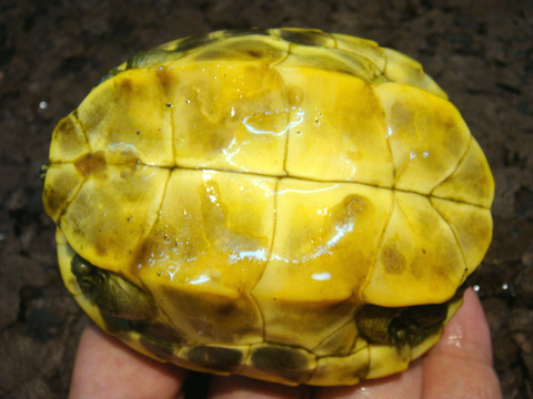 ピーターズメダマガメ(4)
