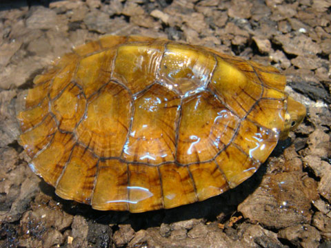 ヨツメイシガメ(1)