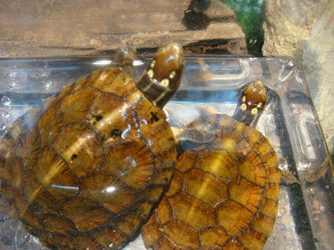 ヨツメイシガメ(2)