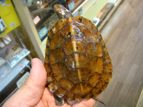 ヨツメイシガメ(3)