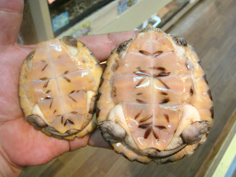 ヨツメイシガメ(4)