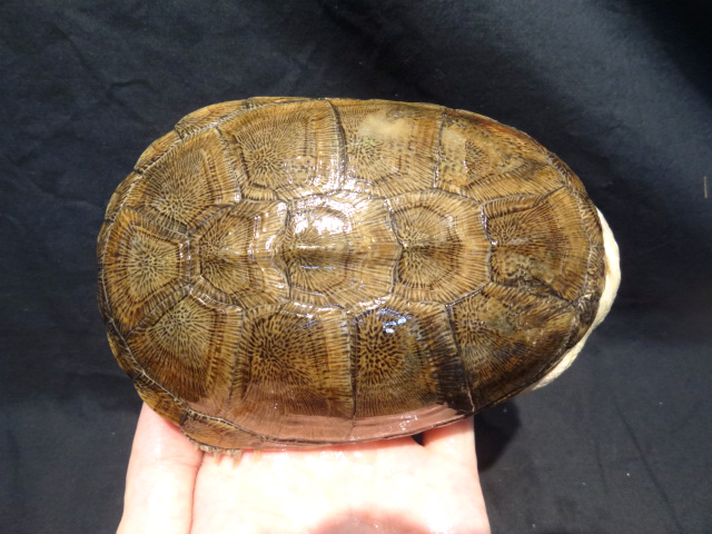 アダンソンハコヨコクビガメ(4)