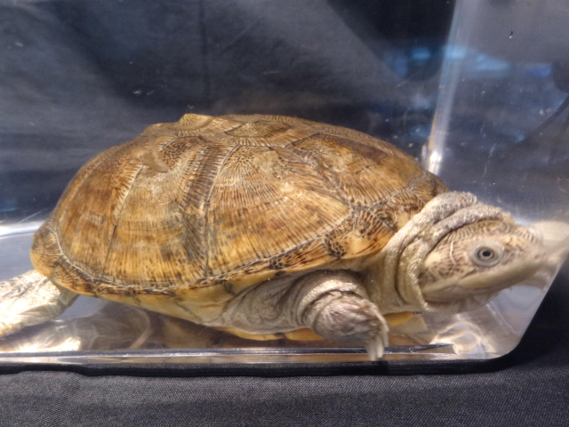 アダンソンハコヨコクビガメ(5)