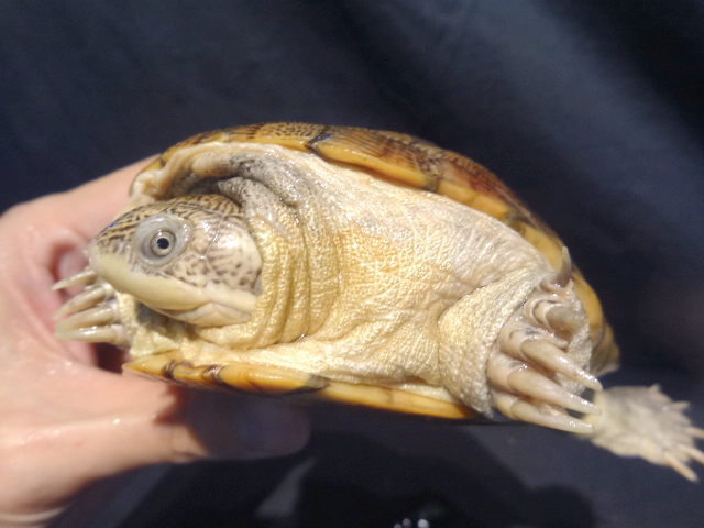 アダンソンハコヨコクビガメ(6)