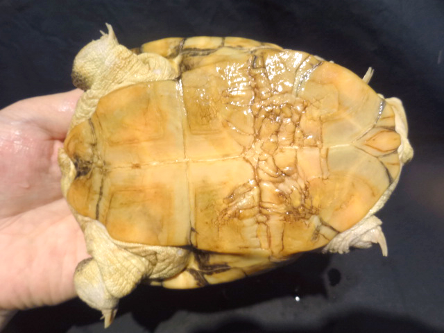 アダンソンハコヨコクビガメ(7)