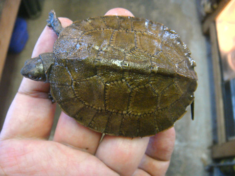 オルダムマルガメ(1)