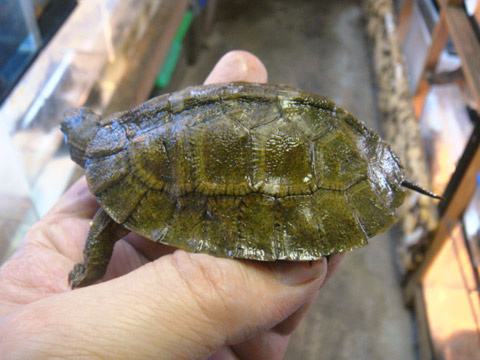 オルダムマルガメ(2)