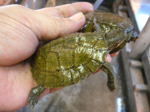 オルダムマルガメ(3)