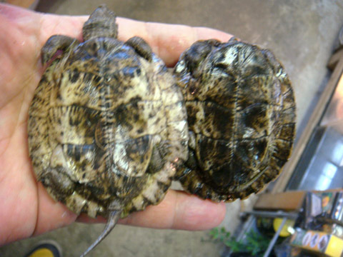 オルダムマルガメ(4)