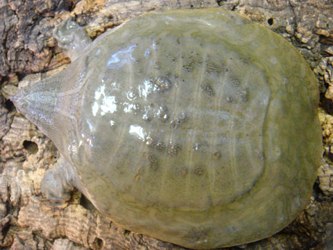 インドコガシラスッポン(1)