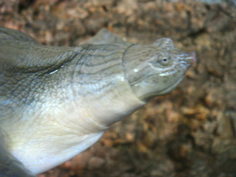 インドコガシラスッポン(2)