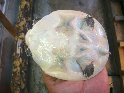 インドコガシラスッポン(6)