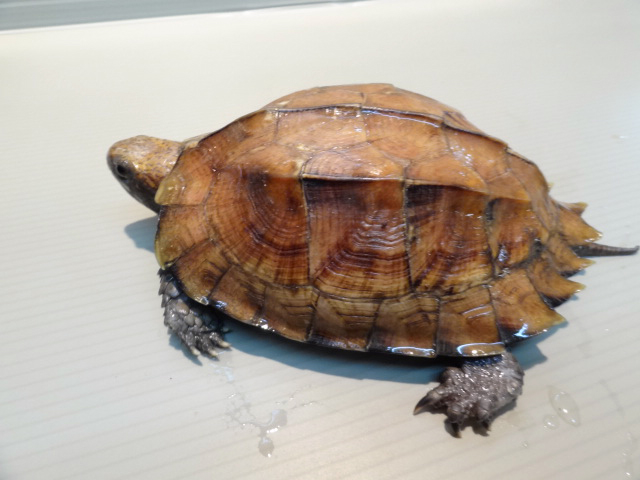 オプストヒラセガメ(1)