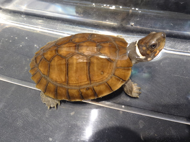 レイテヤマガメ(1)