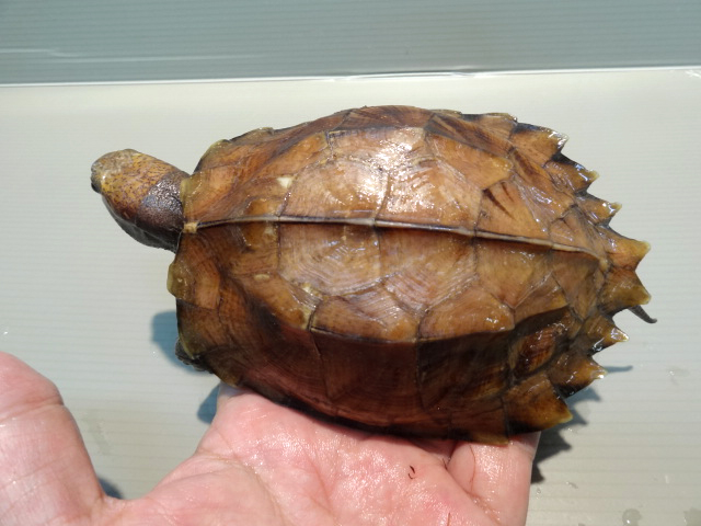 オプストヒラセガメ(2)