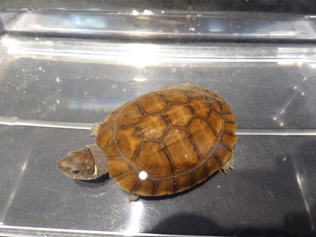 レイテヤマガメ(2)