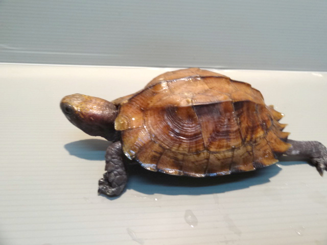 オプストヒラセガメ(3)