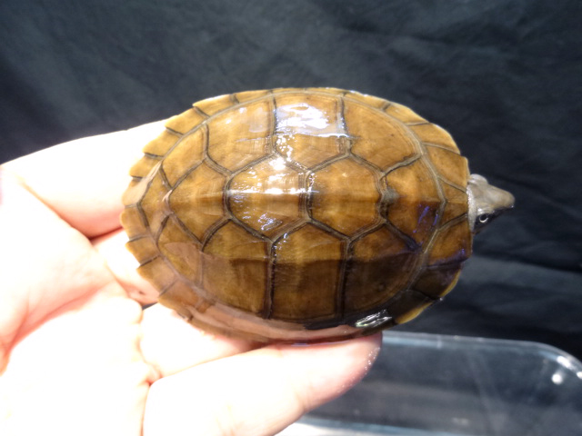 レイテヤマガメ(3)