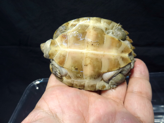 レイテヤマガメ(4)