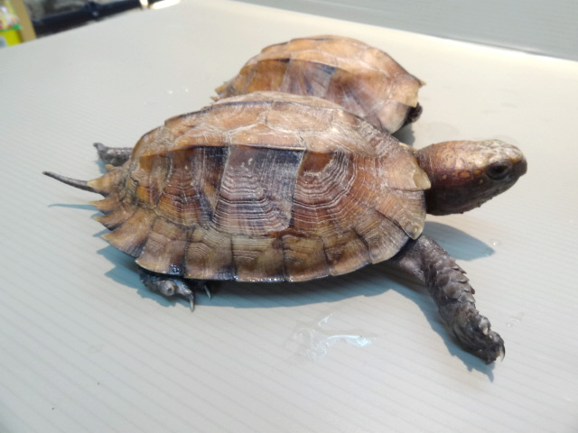 オプストヒラセガメ(5)