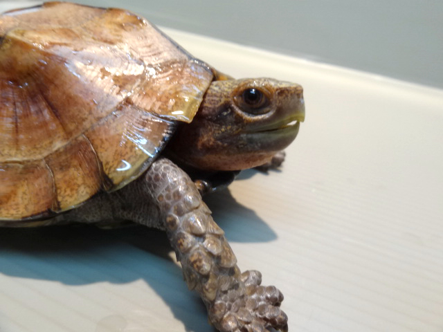 オプストヒラセガメ(6)