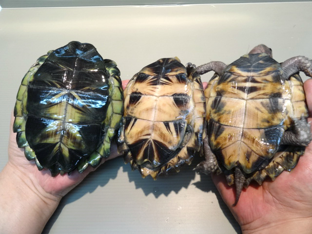 オプストヒラセガメ(7)