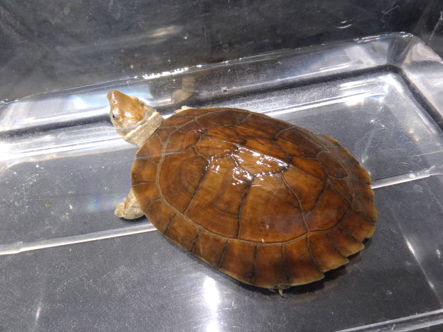 レイテヤマガメ(5)