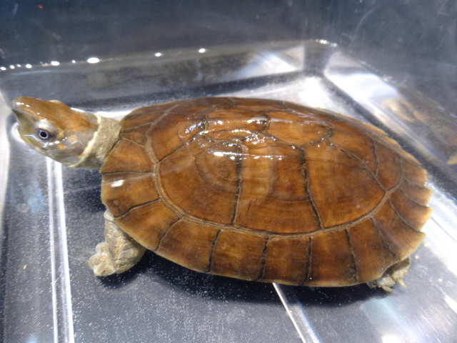 レイテヤマガメ(6)