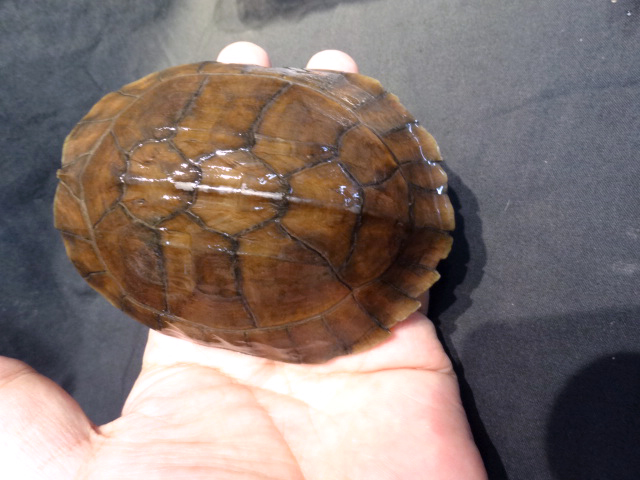 レイテヤマガメ(7)