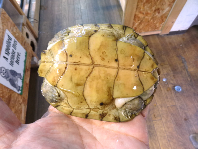 レイテヤマガメ(8)