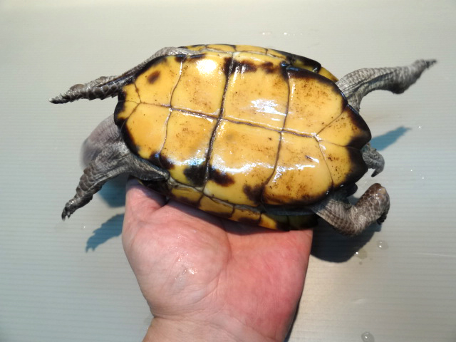 ムオヒラセガメ(12)