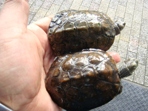 モロッコイシガメ(1)