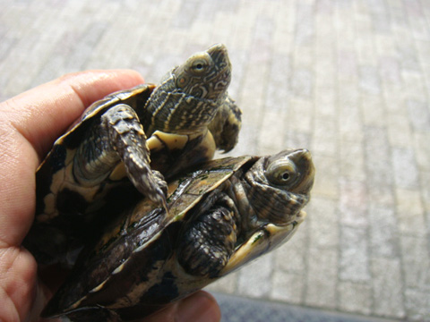 モロッコイシガメ(2)