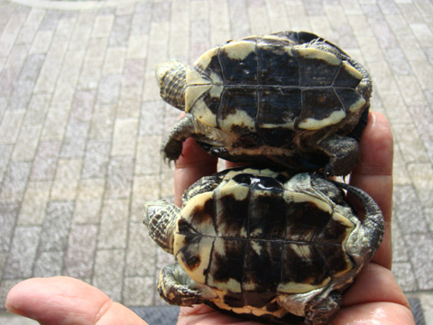 モロッコイシガメ(4)