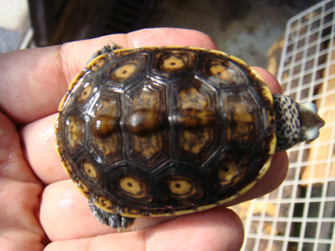 フロリダダイヤモンドバックテラピン(9)