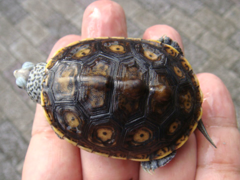 フロリダダイヤモンドバックテラピン(10)