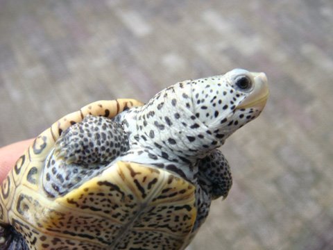 フロリダダイヤモンドバックテラピン(11)