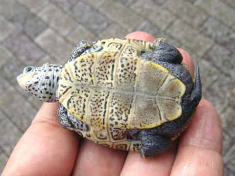 フロリダダイヤモンドバックテラピン(12)