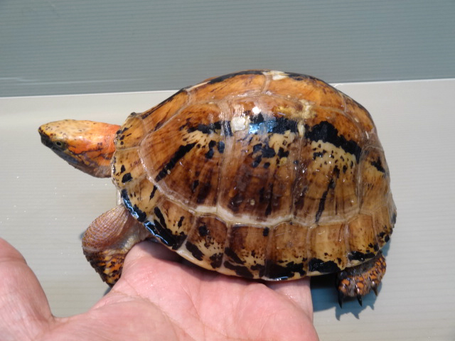 ラオスモエギハコガメ(3)